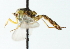  ( - CNC DIPTERA 11743)  @12 [ ] CreativeCommons - Attribution (2011) CNC/CBG Photography Group Centre for Biodiversity Genomics