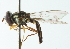  (Allograpta piurana - CNC DIPTERA 102931)  @13 [ ] CreativeCommons - Attribution (2011) CNC/CBG Photography Group Centre for Biodiversity Genomics
