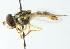  (Allograpta pulchra - CNC DIPTERA 102939)  @11 [ ] CreativeCommons - Attribution (2011) CNC/CBG Photography Group Centre for Biodiversity Genomics