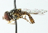  (Allograpta radiata - CNC DIPTERA 102940)  @13 [ ] CreativeCommons - Attribution (2011) CNC/CBG Photography Group Centre for Biodiversity Genomics