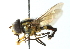  (Allograpta robinsoni - CNC DIPTERA 102941)  @13 [ ] CreativeCommons - Attribution (2011) CNC/CBG Photography Group Centre for Biodiversity Genomics