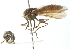  ( - CNC DIPTERA 102942)  @12 [ ] CreativeCommons - Attribution (2011) CNC/CBG Photography Group Centre for Biodiversity Genomics
