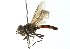  (Allograpta robinsoniana - CNC DIPTERA 102943)  @13 [ ] CreativeCommons - Attribution (2011) CNC/CBG Photography Group Centre for Biodiversity Genomics
