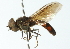  ( - CNC DIPTERA 102945)  @13 [ ] CreativeCommons - Attribution (2011) CNC/CBG Photography Group Centre for Biodiversity Genomics