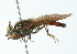  ( - CNC DIPTERA 102946)  @11 [ ] CreativeCommons - Attribution (2011) CNC/CBG Photography Group Centre for Biodiversity Genomics