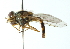  ( - CNC DIPTERA 102953)  @11 [ ] CreativeCommons - Attribution (2011) CNC/CBG Photography Group Centre for Biodiversity Genomics