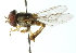  ( - CNC DIPTERA 102954)  @11 [ ] CreativeCommons - Attribution (2011) CNC/CBG Photography Group Centre for Biodiversity Genomics