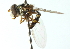  ( - CNC DIPTERA 102956)  @11 [ ] CreativeCommons - Attribution (2011) CNC/CBG Photography Group Centre for Biodiversity Genomics
