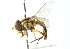  ( - CNC DIPTERA 102958)  @11 [ ] CreativeCommons - Attribution (2011) CNC/CBG Photography Group Centre for Biodiversity Genomics