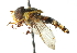  (Allograpta varipes - CNC DIPTERA 102959)  @14 [ ] CreativeCommons - Attribution (2011) CNC/CBG Photography Group Centre for Biodiversity Genomics