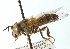  (Afrosyrphus - CNC DIPTERA 102961)  @11 [ ] CreativeCommons - Attribution (2011) CNC/CBG Photography Group Centre for Biodiversity Genomics