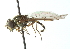  (Argentinomyia altissimus - CNC DIPTERA 102967)  @14 [ ] CreativeCommons - Attribution (2011) CNC/CBG Photography Group Centre for Biodiversity Genomics