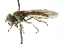  (Argentinomyia bolivariensis - CNC DIPTERA 103111)  @13 [ ] CreativeCommons - Attribution (2011) CNC/CBG Photography Group Centre for Biodiversity Genomics