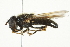  ( - CNC DIPTERA 100)  @14 [ ] CreativeCommons - Attribution (2011) CNC/CBG Photography Group Centre for Biodiversity Genomics