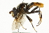  ( - CNC DIPTERA 101510)  @14 [ ] CreativeCommons - Attribution (2011) CNC/CBG Photography Group Centre for Biodiversity Genomics