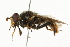  ( - CNC DIPTERA 101511)  @14 [ ] CreativeCommons - Attribution (2011) CNC/CBG Photography Group Centre for Biodiversity Genomics