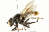  ( - CNC DIPTERA 101512)  @14 [ ] CreativeCommons - Attribution (2011) CNC/CBG Photography Group Centre for Biodiversity Genomics