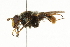  ( - CNC DIPTERA 101513)  @11 [ ] CreativeCommons - Attribution (2011) CNC/CBG Photography Group Centre for Biodiversity Genomics