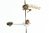  ( - CNC DIPTERA 101514)  @11 [ ] CreativeCommons - Attribution (2011) CNC/CBG Photography Group Centre for Biodiversity Genomics