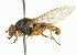  ( - CNC DIPTERA 101515)  @13 [ ] CreativeCommons - Attribution (2011) CNC/CBG Photography Group Centre for Biodiversity Genomics