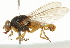  ( - CNC DIPTERA 101516)  @12 [ ] CreativeCommons - Attribution (2011) CNC/CBG Photography Group Centre for Biodiversity Genomics