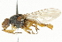  ( - CNC DIPTERA 101517)  @13 [ ] CreativeCommons - Attribution (2011) CNC/CBG Photography Group Centre for Biodiversity Genomics