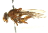  ( - CNC DIPTERA 101519)  @13 [ ] CreativeCommons - Attribution (2011) CNC/CBG Photography Group Centre for Biodiversity Genomics