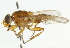  ( - CNC DIPTERA 101520)  @13 [ ] CreativeCommons - Attribution (2011) CNC/CBG Photography Group Centre for Biodiversity Genomics
