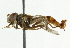  ( - CNC DIPTERA 101521)  @12 [ ] CreativeCommons - Attribution (2011) CNC/CBG Photography Group Centre for Biodiversity Genomics