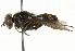  ( - CNC DIPTERA 101529)  @13 [ ] CreativeCommons - Attribution (2011) CNC/CBG Photography Group Centre for Biodiversity Genomics