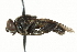  ( - CNC DIPTERA 101530)  @13 [ ] CreativeCommons - Attribution (2011) CNC/CBG Photography Group Centre for Biodiversity Genomics