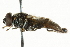  ( - CNC DIPTERA 101531)  @13 [ ] CreativeCommons - Attribution (2011) CNC/CBG Photography Group Centre for Biodiversity Genomics
