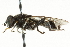  ( - CNC DIPTERA 101532)  @14 [ ] CreativeCommons - Attribution (2011) CNC/CBG Photography Group Centre for Biodiversity Genomics