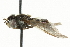  ( - CNC DIPTERA 101541)  @12 [ ] CreativeCommons - Attribution (2011) CNC/CBG Photography Group Centre for Biodiversity Genomics