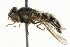  ( - CNC DIPTERA 101542)  @12 [ ] CreativeCommons - Attribution (2011) CNC/CBG Photography Group Centre for Biodiversity Genomics