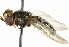  ( - CNC DIPTERA 101543)  @13 [ ] CreativeCommons - Attribution (2011) CNC/CBG Photography Group Centre for Biodiversity Genomics
