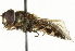  ( - CNC DIPTERA 101544)  @11 [ ] CreativeCommons - Attribution (2011) CNC/CBG Photography Group Centre for Biodiversity Genomics
