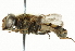  ( - CNC DIPTERA 101546)  @13 [ ] CreativeCommons - Attribution (2011) CNC/CBG Photography Group Centre for Biodiversity Genomics