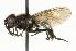  (Cheilosia laevis - CNC DIPTERA 101548)  @14 [ ] CreativeCommons - Attribution (2011) CNC/CBG Photography Group Centre for Biodiversity Genomics