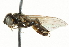  ( - CNC DIPTERA 101549)  @12 [ ] CreativeCommons - Attribution (2011) CNC/CBG Photography Group Centre for Biodiversity Genomics