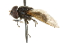  ( - CNC DIPTERA 101551)  @13 [ ] CreativeCommons - Attribution (2011) CNC/CBG Photography Group Centre for Biodiversity Genomics
