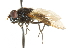  ( - CNC DIPTERA 101552)  @12 [ ] CreativeCommons - Attribution (2011) CNC/CBG Photography Group Centre for Biodiversity Genomics