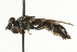  ( - CNC DIPTERA 101555)  @13 [ ] CreativeCommons - Attribution (2011) CNC/CBG Photography Group Centre for Biodiversity Genomics