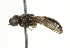  ( - CNC DIPTERA 101556)  @12 [ ] CreativeCommons - Attribution (2011) CNC/CBG Photography Group Centre for Biodiversity Genomics