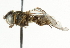  ( - CNC DIPTERA 101557)  @11 [ ] CreativeCommons - Attribution (2011) CNC/CBG Photography Group Centre for Biodiversity Genomics