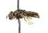  ( - CNC DIPTERA 101576)  @13 [ ] CreativeCommons - Attribution (2011) CNC/CBG Photography Group Centre for Biodiversity Genomics