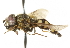  ( - CNC DIPTERA 101578)  @13 [ ] CreativeCommons - Attribution (2011) CNC/CBG Photography Group Centre for Biodiversity Genomics