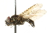  ( - CNC DIPTERA 101581)  @13 [ ] CreativeCommons - Attribution (2011) CNC/CBG Photography Group Centre for Biodiversity Genomics