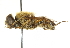  ( - CNC DIPTERA 101587)  @11 [ ] CreativeCommons - Attribution (2011) CNC/CBG Photography Group Centre for Biodiversity Genomics
