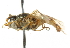  ( - CNC DIPTERA 101593)  @12 [ ] CreativeCommons - Attribution (2011) CNC/CBG Photography Group Centre for Biodiversity Genomics